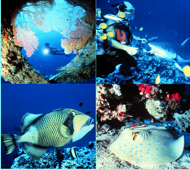 underwater1.gif (222799 bytes)