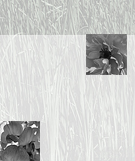 Commercial art  courses Illustrator, Photoshop, CorelDraw, Indesign India - Mumbai.