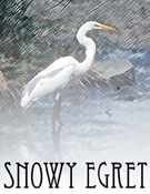 Commercial art  courses Illustrator, Photoshop, CorelDraw, Indesign India - Mumbai.