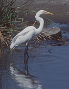 graphic designing courses using Photoshop at  mumbai (grant road & Bandra)