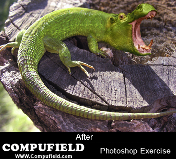 Commercial art  courses Illustrator, Photoshop, CorelDraw, Indesign India - Mumbai.