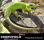 Courses in commercial art Illustrator, Photoshop, CorelDraw, Indesign India - Mumbai.